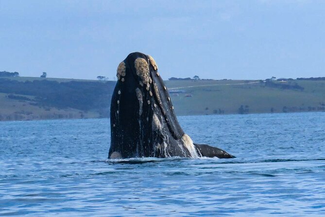 Kangaroo Island 75-Minute Coastal Safari - Weather, comfort, and booking cautions