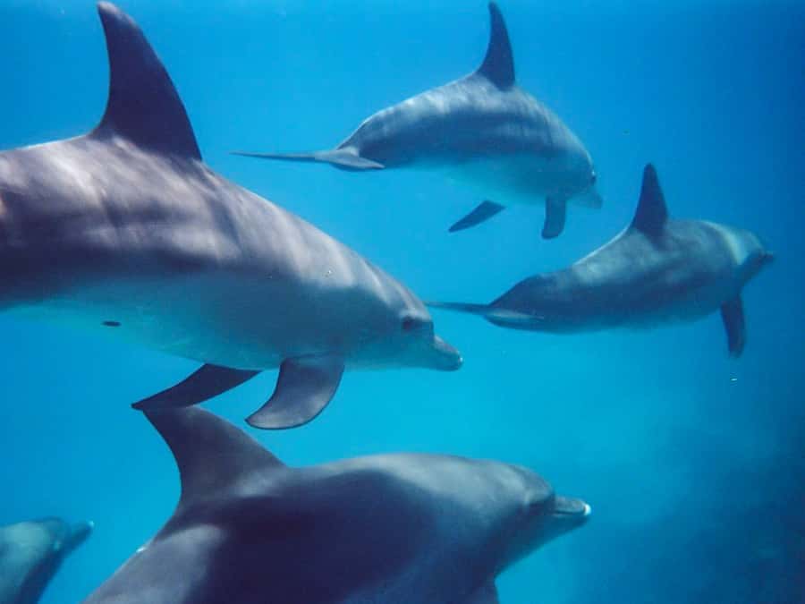 Kangaroo Island: Dolphin, Seal, and Swimming Boat Tour - Penneshaw start: fitting gear and setting expectations