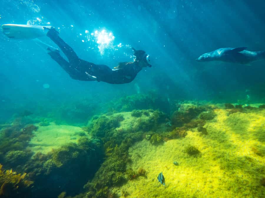Kangaroo Island: Dolphin, Seal, and Swimming Boat Tour - Seal encounters: often the strongest part of the trip