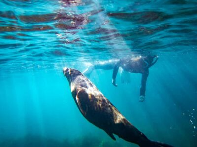 Dolphin, Seal, and Swimming Boat Tour