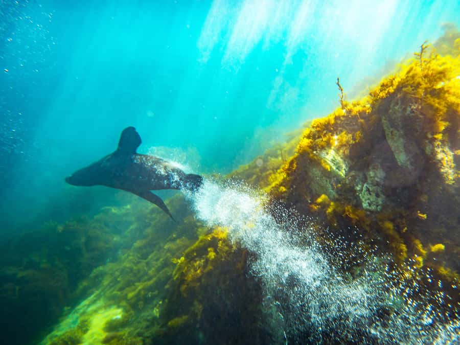Kangaroo Island: Dolphin, Seal, and Swimming Boat Tour - Dolphin searching in Penneshaw Bay