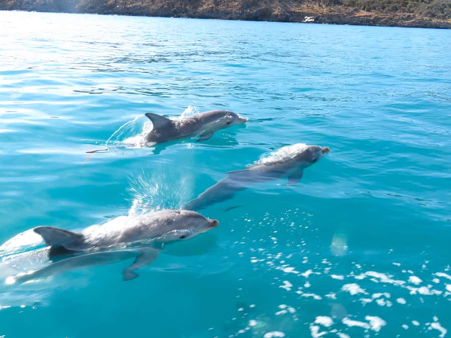 Kangaroo Island: Dolphin, Seal, and Swimming Boat Tour - What can go right, and what can fall short