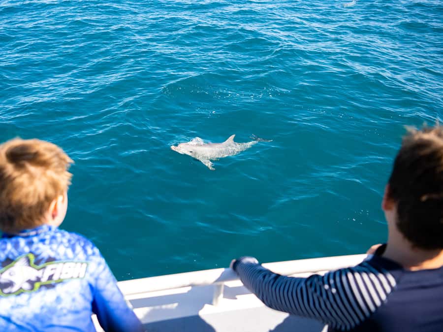 Kangaroo Island: Dolphin, Seal, and Swimming Boat Tour - Who should book this Penneshaw boat trip?