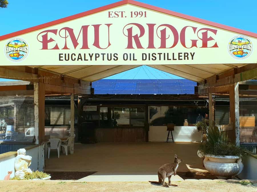 Kangaroo Island: Half-Day Tour Guided Coach Tour - What this five-hour Kangaroo Island tour really offers