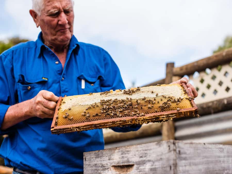 Kangaroo Island: Half-Day Tour Guided Coach Tour - Ligurian honey with a working-bee connection
