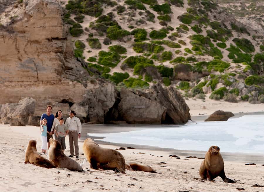 Kangaroo Island: Scenic, Nature & Wildlife Tour - Key points to know before you book