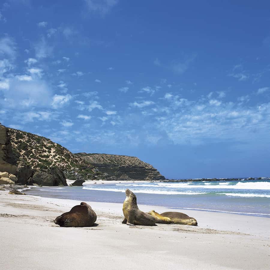 Kangaroo Island: Scenic, Nature & Wildlife Tour - Admirals Arch and Weirs Cove