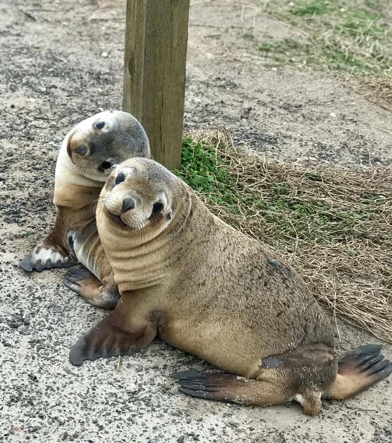 Kangaroo Island: Scenic, Nature & Wildlife Tour - Wildlife spotting with a local guide