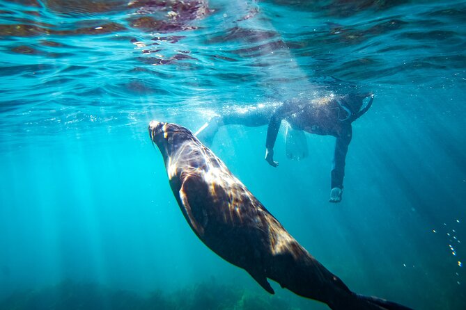 Kangaroo Island - Swim with Dolphins/Seals/Coastal Snorkel - What This Kangaroo Island Trip Really Offers