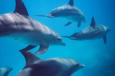 Swim with Dolphins/Seals/Coastal Snorkel