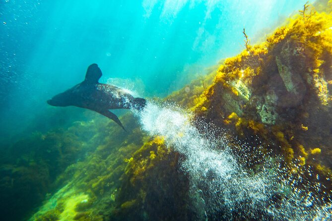 Kangaroo Island - Swim with Dolphins/Seals/Coastal Snorkel - Coastal Snorkeling Beyond the Big Wildlife Moment