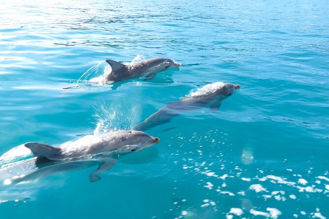 Kangaroo Island - Swim with Dolphins/Seals/Coastal Snorkel - Is $139.86 Good Value?