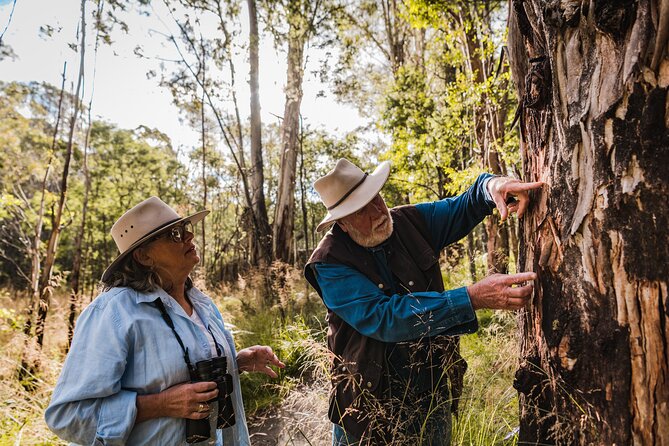 Kangaroos and Koala Experience Tour - Key points at a glance
