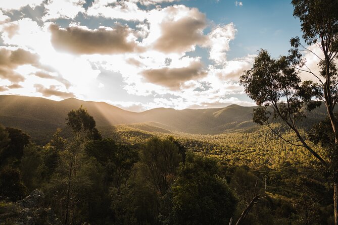 Kangaroos and Koala Experience Tour - Two and a half hours at Tidbinbilla Nature Reserve