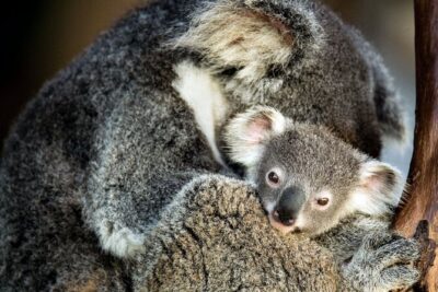 Kangaroos and Koala Experience Tour