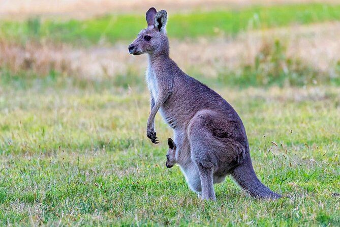 Kangaroos and Koala Experience Tour - The guides shape the day