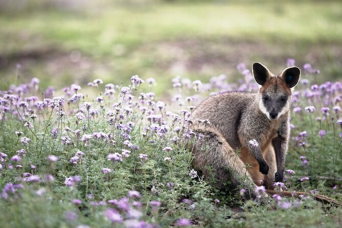Kangaroos and Koala Experience Tour - What the timing means for your Canberra plans