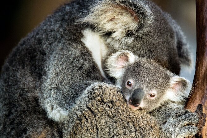 Kangaroos and Koala Experience Tour - From Canberra to the tracking station