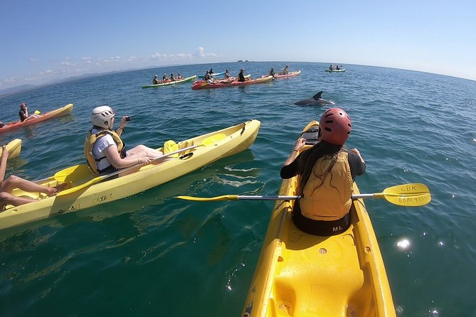 Kayaking with Dolphins in Byron Bay Guided Tour - Key points to know before you book