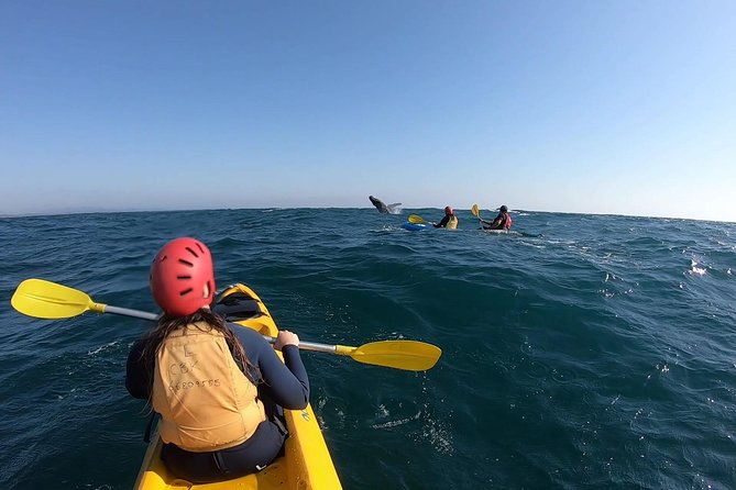 Kayaking with Dolphins in Byron Bay Guided Tour - Beach refreshments after the paddle