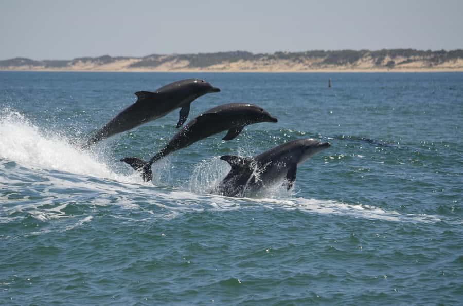 Koombana Bay: Dolphin Eco Cruise - Why Koombana Bay is a good place for dolphin watching