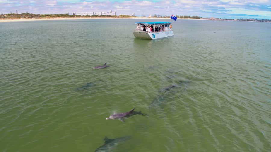 Koombana Bay: Dolphin Eco Cruise - Watching dolphins behave naturally