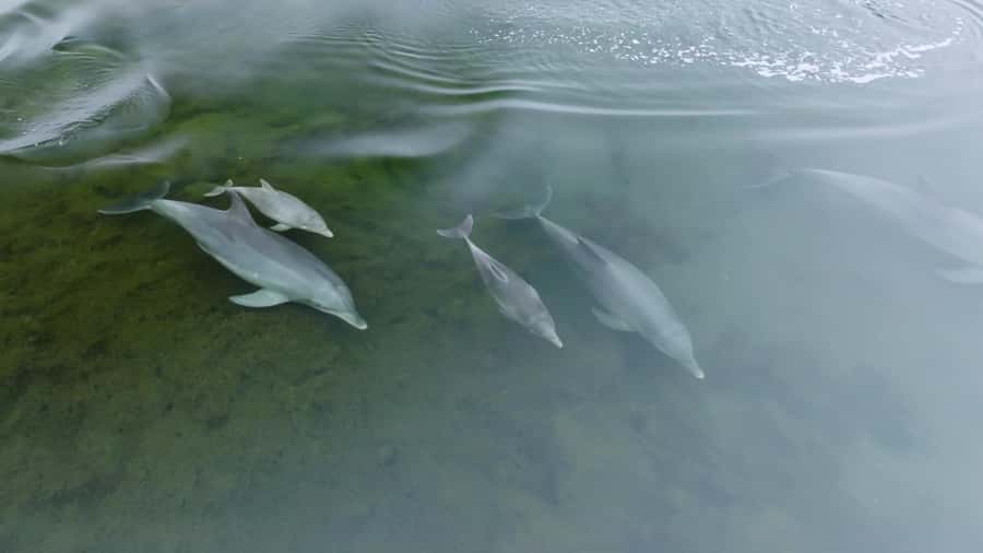 Koombana Bay: Dolphin Eco Cruise - The skippers make a real difference
