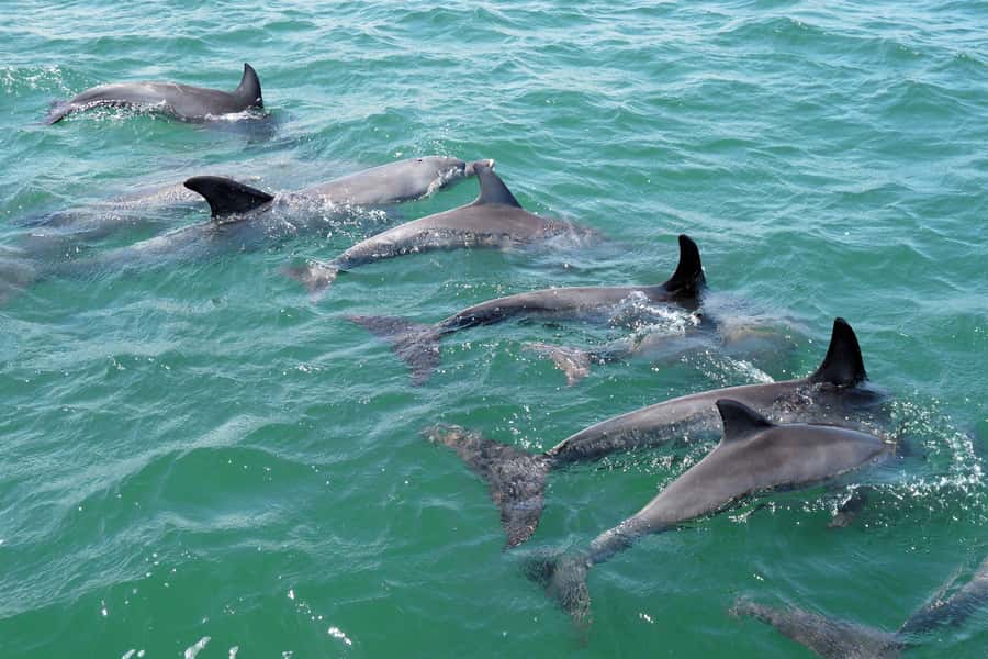 Koombana Bay: Dolphin Eco Cruise - Is $46 good value for 90 minutes?