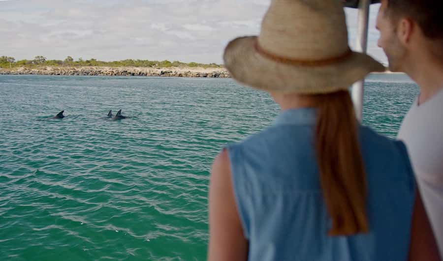 Koombana Bay: Dolphin Eco Cruise - How this cruise compares with a dolphin encounter