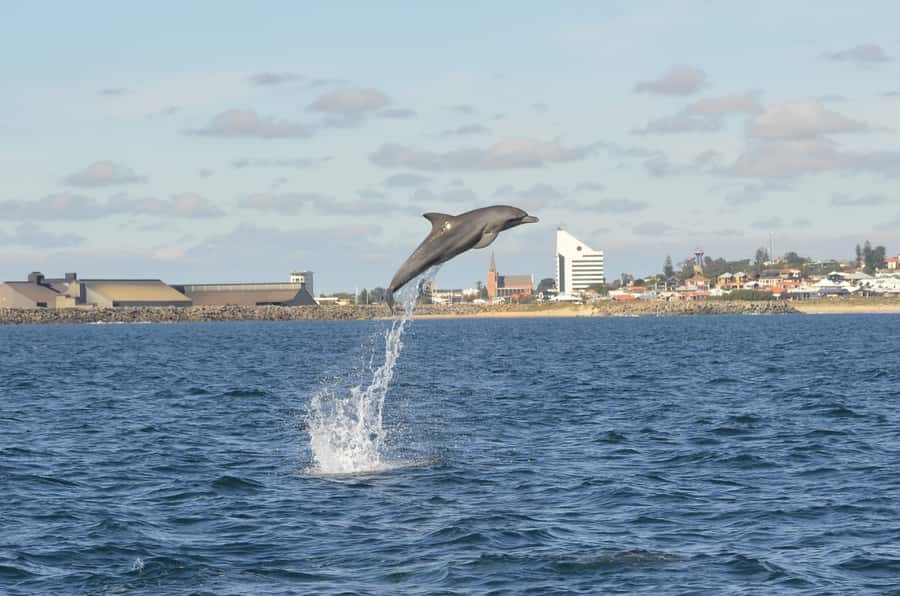 Koombana Bay: Dolphin Eco Cruise - What the 90-minute cruise feels like