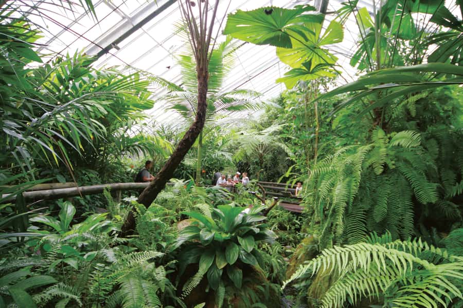 Kuranda: Australian Butterfly Sanctuary - Inside Kuranda’s butterfly flight aviary