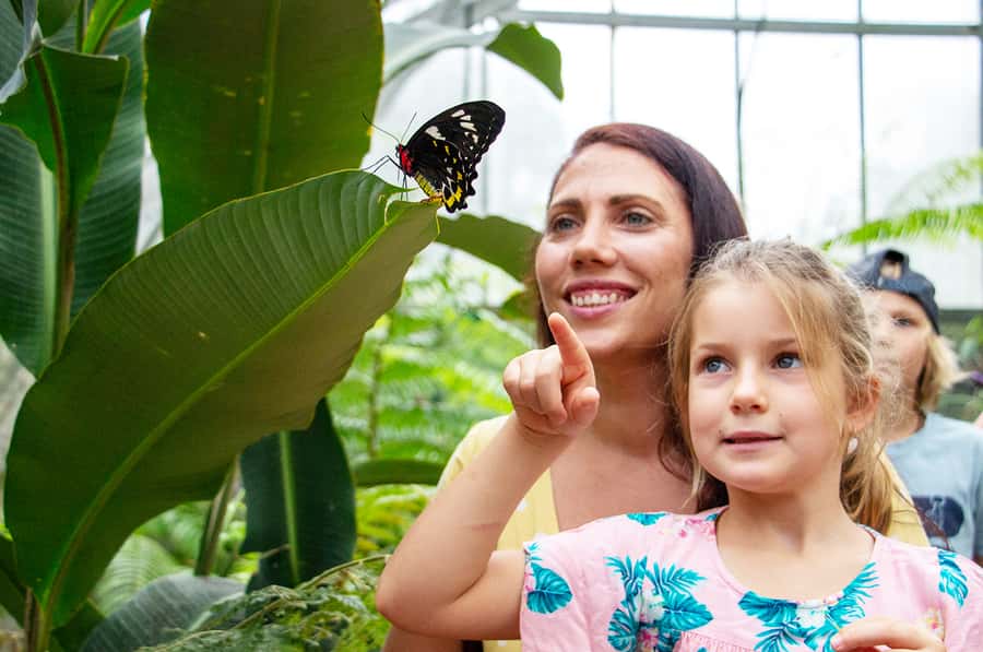 Kuranda: Australian Butterfly Sanctuary - The breeding laboratory tells the real story