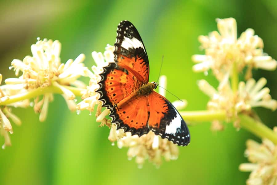 Kuranda: Australian Butterfly Sanctuary - Join a free talk with the sanctuary team