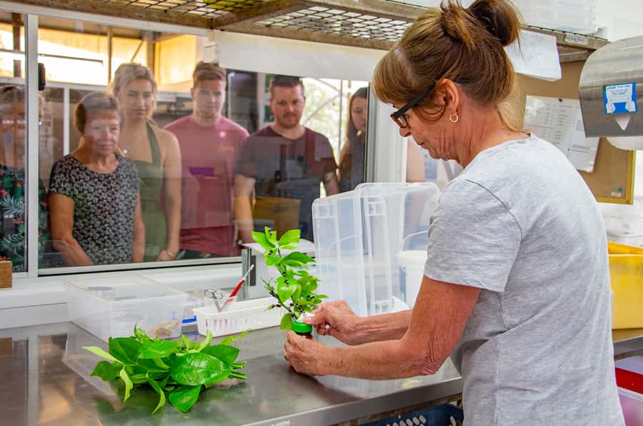 Kuranda: Australian Butterfly Sanctuary - The museum adds a wider view of butterflies