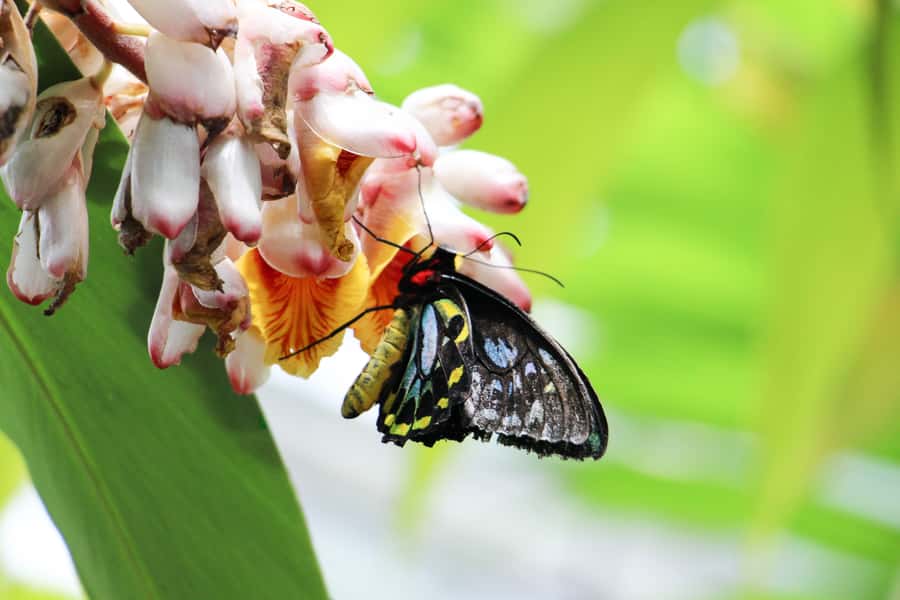 Kuranda: Australian Butterfly Sanctuary - How long to allow at Kuranda