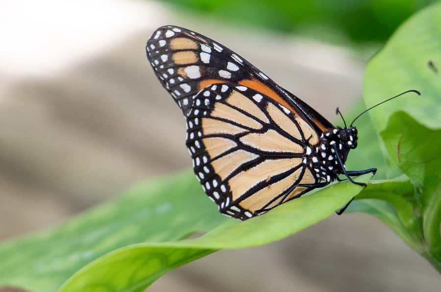 Kuranda: Australian Butterfly Sanctuary - Heat, access, and practical comfort
