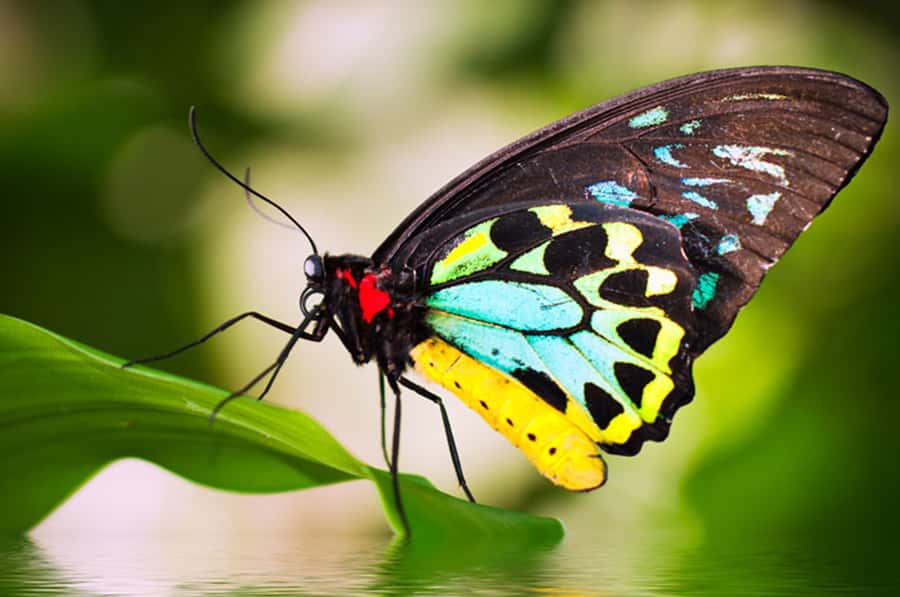 Kuranda: Australian Butterfly Sanctuary - Letting the butterflies come to you