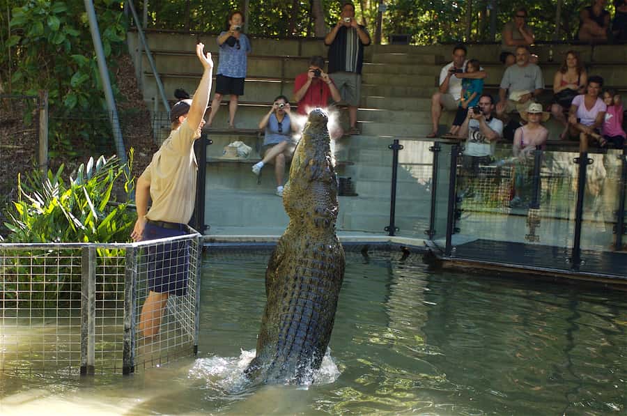 Kuranda & Hartley's Crocodile Adventures - One hour among Kuranda’s markets