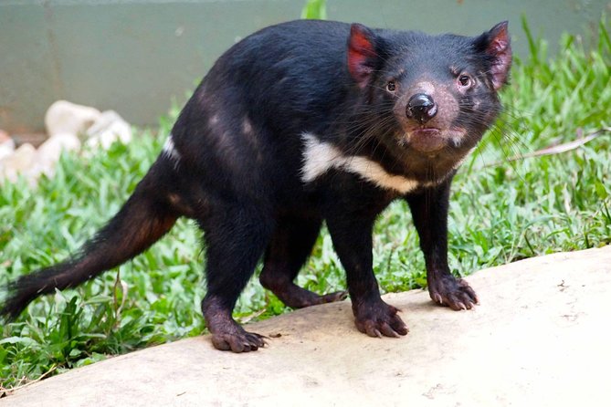 Kuranda Highlights including Rainforestation Aboriginal Culture and Wildlife R1B - The winding ride up from Cairns
