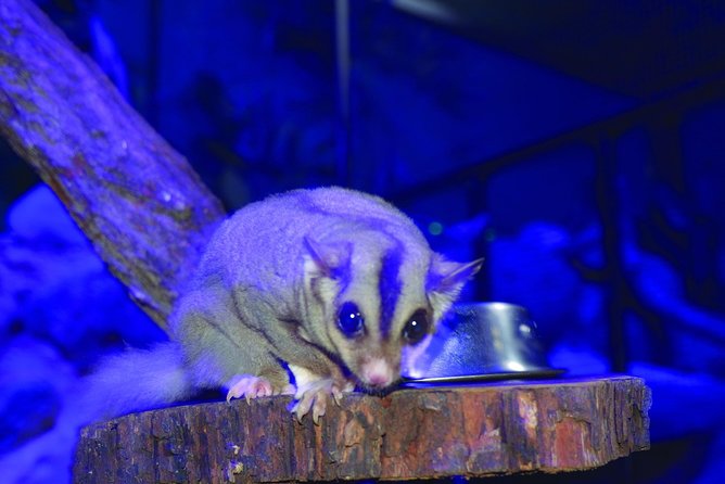 Kuranda Koala Gardens and Birdworld Admission Tickets - How long should you allow?
