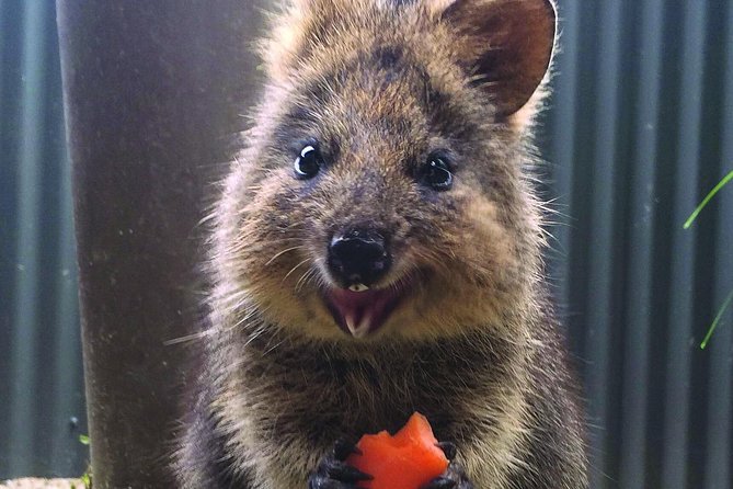 Kuranda Koala Gardens and Birdworld Admission Tickets - Kuranda Koala Gardens: Australian animals at close range