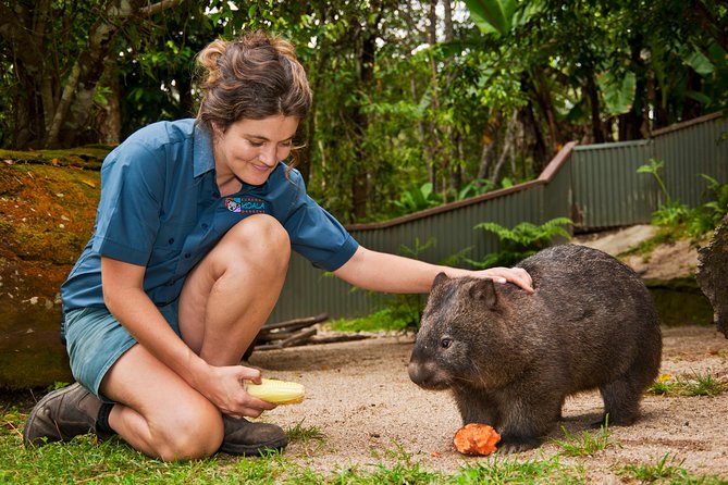 Kuranda Koala Gardens General Entry Ticket - The Nocturnal Exhibit Is the Real Surprise
