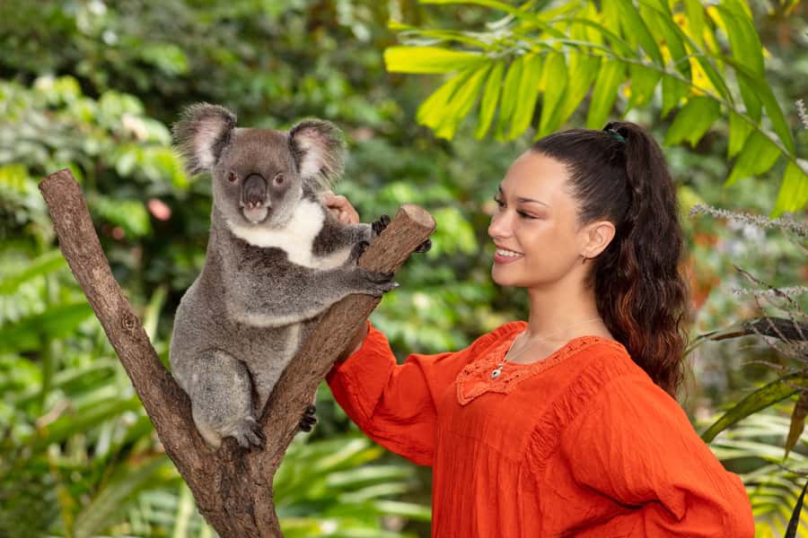 Kuranda Koala Gardens Park Entry - What the $15 entry gives you at Kuranda Koala Gardens