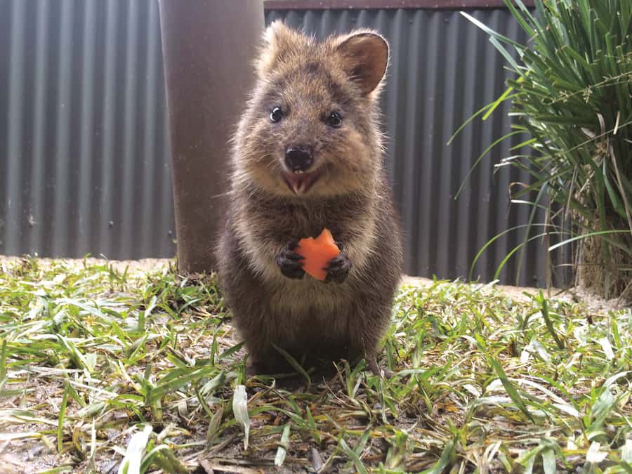 Kuranda Koala Gardens Park Entry - Finding the gardens inside Kuranda Heritage Markets