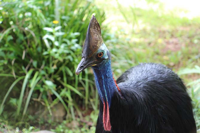 Kuranda Rainforestation Nature Park Ticket (BNP) - Who will enjoy Rainforestation most
