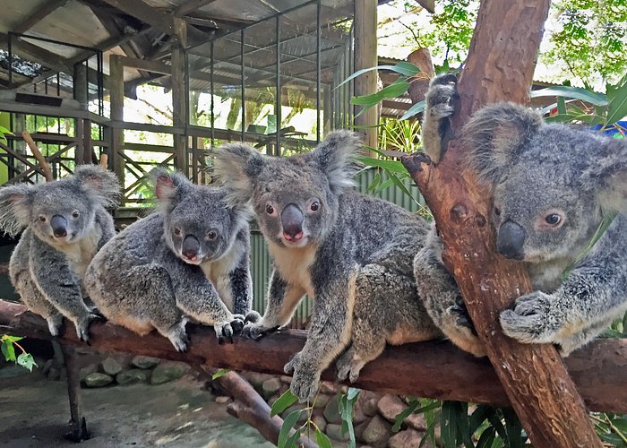 Kuranda Rainforestation Nature Park Ticket (BNP) - Small details that can improve your day