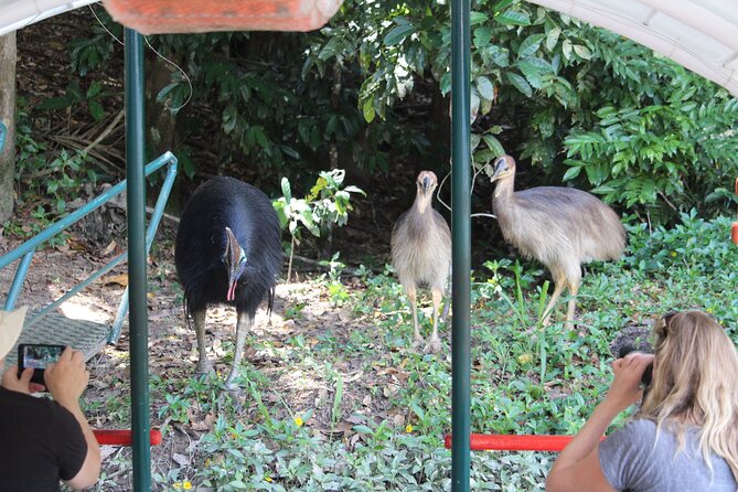 Kuranda Riverboat Sightseeing Cruise - Guides who shape the experience