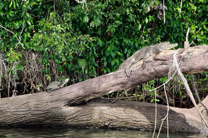Kuranda Riverboat Sightseeing Cruise - Why the $21.52 price represents good value