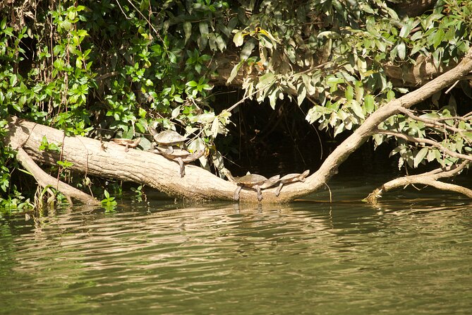 Kuranda Riverboat Sightseeing Cruise - Who will enjoy this Kuranda riverboat trip