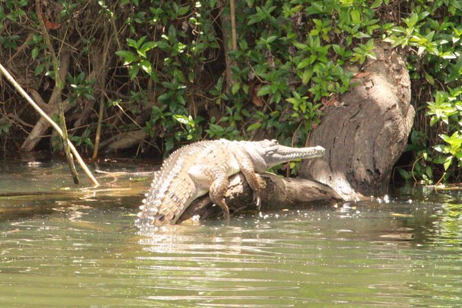 Kuranda Riverboat Sightseeing Cruise - Practical details before you book
